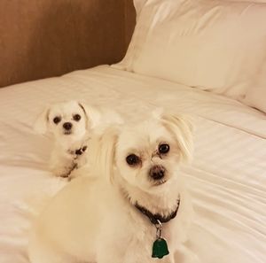 Meet your Posher, Sheila